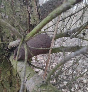 bomba leżąca na gałęzi na drzewie